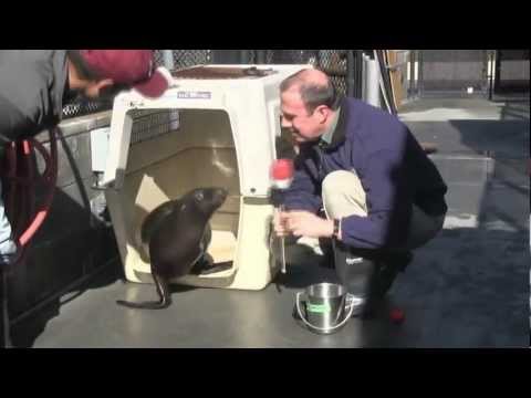 Blind Baby Sea Lion Finds New Home At Shedd Aquarium
