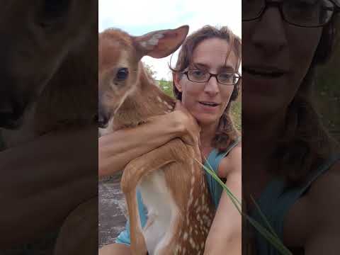Rescued feisty fawn stuck in tennis court #deer #wildlife #babyanimals  #animallover #mommyfarmer