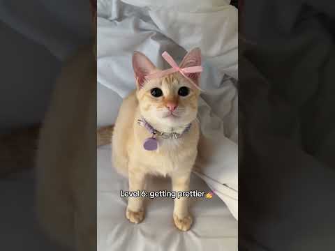 How pretty is your cat? #cat #cats #kitten #funnycats #fyp #tiktok #funny #cute