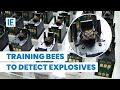 Bee Detection Training Techniques