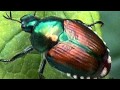 Inferences vs. Observations: Key Differences Explained