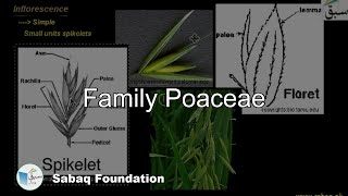 Family Poaceae