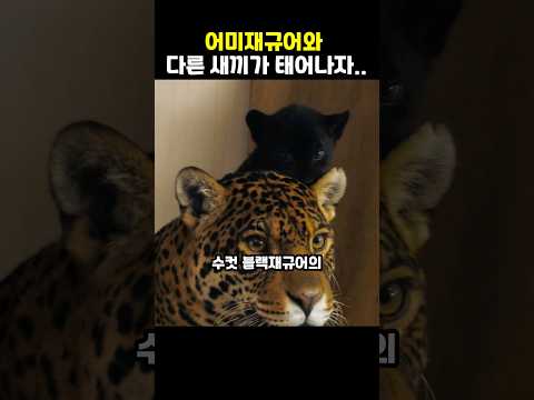 어미 재규어와 다른 새끼가 태어나자..