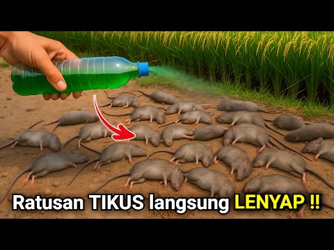 Ternyata cukup pakai CAIRAN ini‼️RUMAH BEBAS TIKUS selamanya