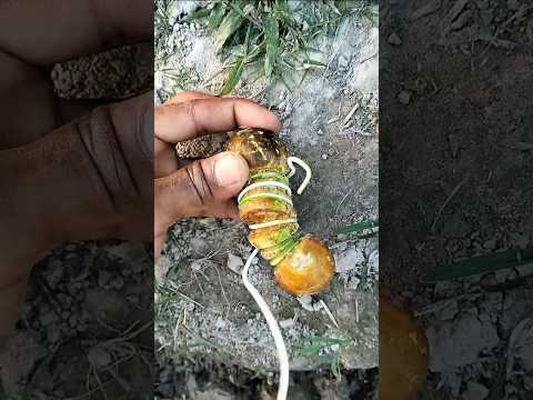খিরার তার পেঁচানো আকৃতি 😱 #shorts #bangla #experimental #cucumber