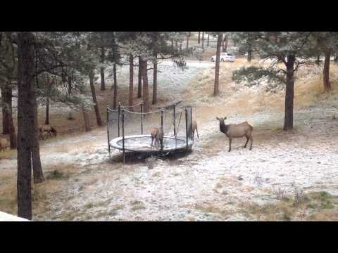 Wild Baby Elk Jumps On Backyard Trampoline!