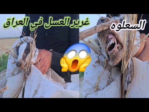 أنقاذ حيوان غرير العسل او السعلووه 😱