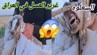 أنقاذ حيوان غرير العسل او السعلووه 😱