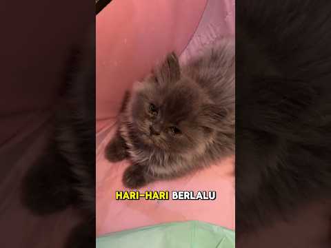 TEMAN MAINKU kini tak ada lagi😭