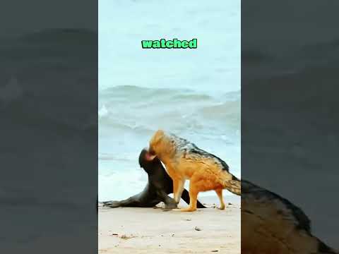 A Seal’s Fight Against the Odds#animals #wildlife #wolves #foryou