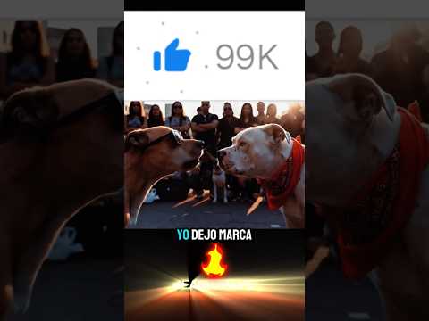 Viral 132 | Perros rapeando ✌️