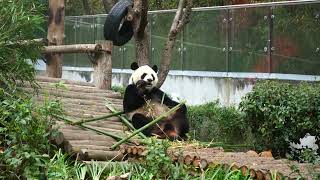 Happy panda day