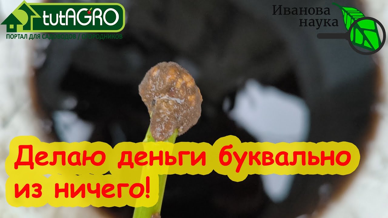 140 баксов положил в карман просто так. Как быстро зарабатывать на участке? Секретная прививка.