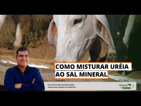 Como misturar ureia ao sal mineral?