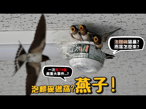 【從零開始養】燕子!?用泡麵碗築巢?燕窩怎麼來的?一次死74隻小雨燕的嚴重大事件!!【許伯簡芝】