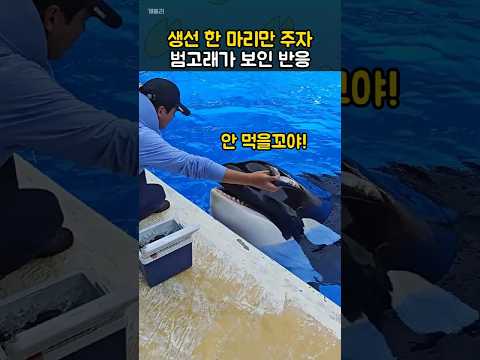 범고래에게 생선 한 마리만 주자..