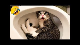 Funniest animals will make you laugh uncontrollably 🐱🐶