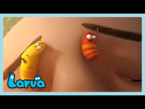 Pegado en la cara de alguien | LARVA | Wildbrain Niños