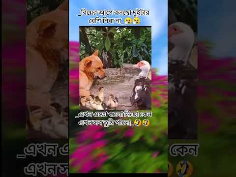 বিয়ের আগে বলছ দুইটা বেশি নিবা না  😡😳