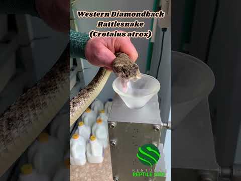 LARGE ALBINO RATTLESNAKE & VENOM FROM THREE HUGE FANGS! #kyreptilezoo #reptiles #venomoussnake
