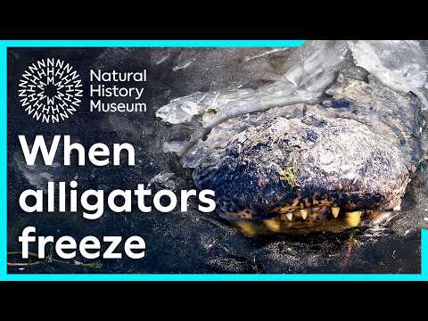 Do alligators hibernate? | Surprising Science