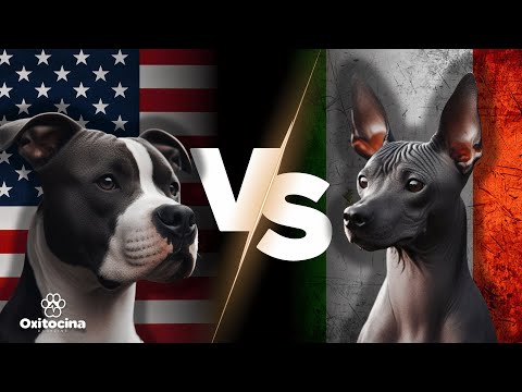 Pit Bull vs. Xoloitzcuintle:¿Quién es Más Inteligente?