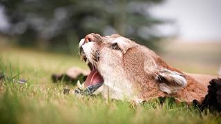 YouTube video thumbnail: Mountain Lion Safety: What to Know Before Heading Outdoors in Montana