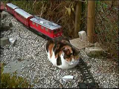 Katze vs. Gartenbahn II