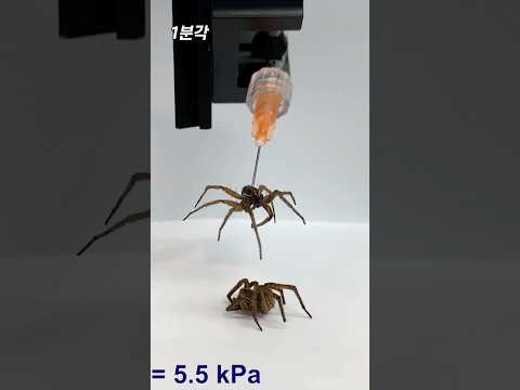 거미 좀비 로봇