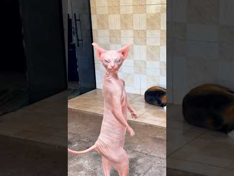 OLHA O GATO DO MAL😱😱#shorts #funny