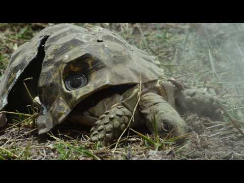 Robot Spy Tortoise gets Squashed by Elephant