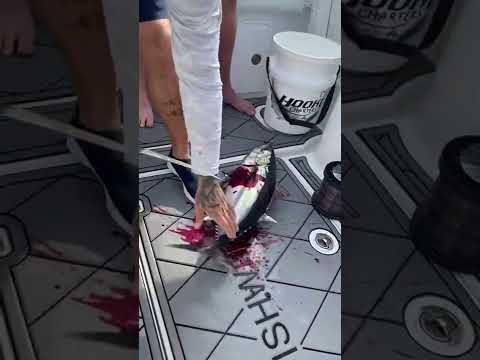 Bleeding out a tuna🍣