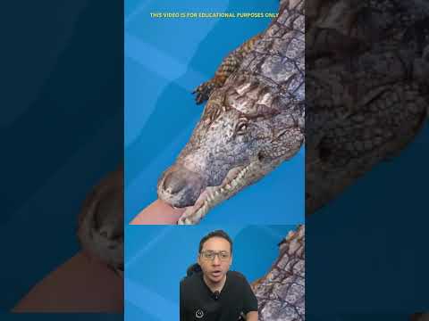 Bisakah melepaskan cengkraman Buaya 😱 #animals #aligator #buaya