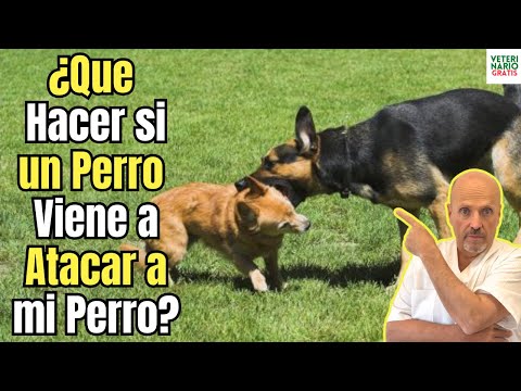 🆘 ¿QUE HACER SI UN PERRO VIENE A ATACAR A MI PERRO? 🆘