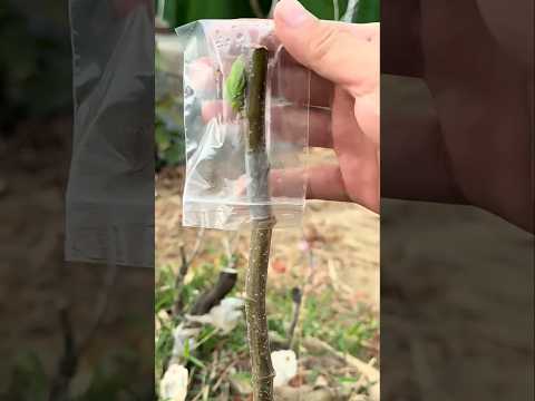how to grow fast and success 💯%any grafted #shorts #tricks #nature