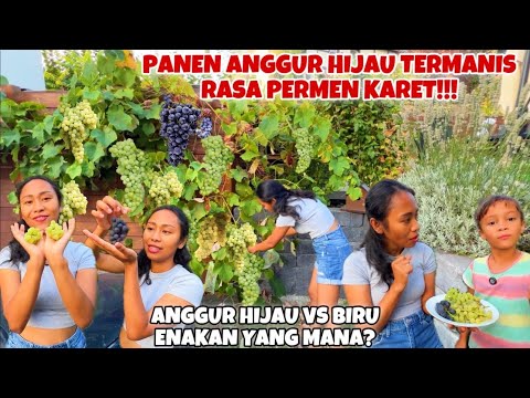 AKHIRNYA PANEN ANGGUR HIJAU RASA PERMEN KARET TANPA BIJI