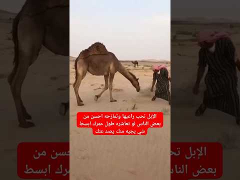 الإبل تحب راعيها وتمازحه احسن من بعض الناس لو تعاشره طول عمرك ابسط شي يجيه منك يصد عنك