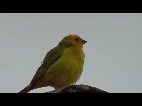 Canário da terra macho Amarelo muito bonito cantando bastante 288