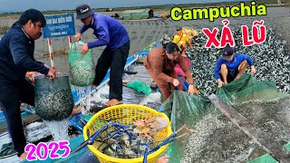 Xả lũ tràn đồng hàng tấn cá linh non từ Campuchia ồ ạt qua Việt Nam bán
