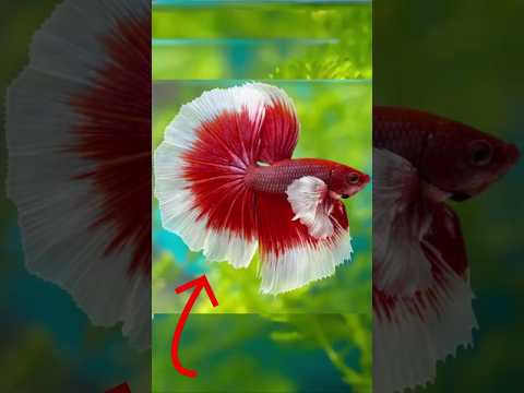 🔥 O SEGREDO por trás da criação do BETTA de barbatana ESFÉRICA! 🐠😱