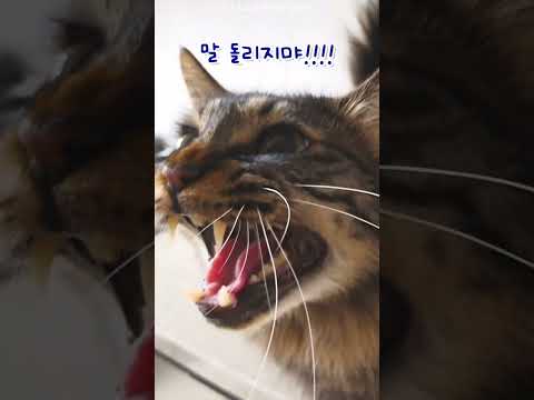늦게 들어왔다고 칡한테 완전 혼남ㅠㅠㅠㅠㅠ