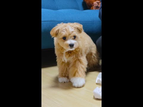 입버릇이 나쁜 강아지#shorts