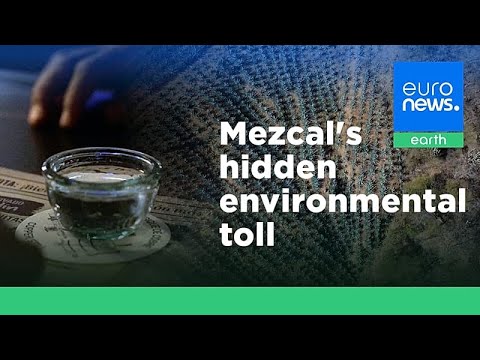 YouTube video thumbnail: ‘Mezcal Is a Way of Life’ for Mexican Communities – but Its Popularity is Costing the Earth