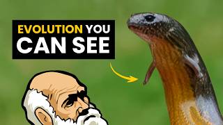 Darwin's Monster: The Australian Three-Toed Skink