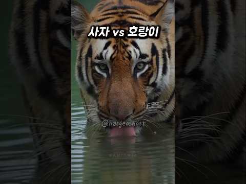 사자와 호랑이 비교 (Lion vs Tiger)