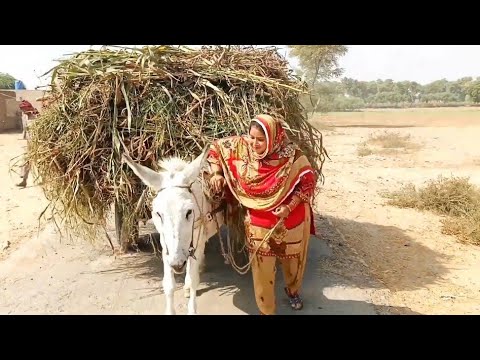 donkey cart ride itni aasan nahi hai|@desirangmehvishkesang