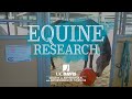 Horse Enrichment Project Insights