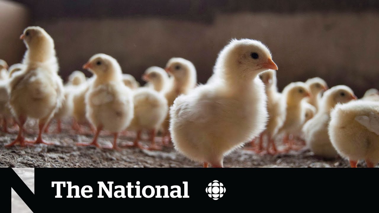 Avian flu Outbreaks shake Quebec Poultry Industry