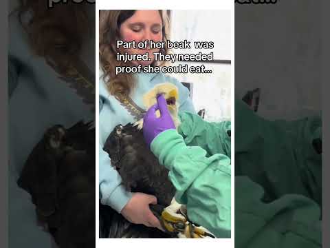 Eagle saves mate #wholesome #animals