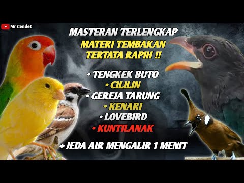 MASTERAN TERLENGKAP TEMBAKAN TENGKEK BUTO, CILILIN, GEREJA TARUNG, KENARI, LOVEBIRD, KUNTILANAK !!
